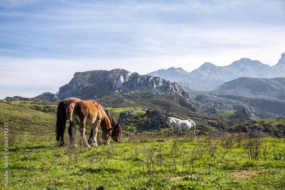 A group of horses in the lakes of Covadonga and the mountains in the background, Asturias