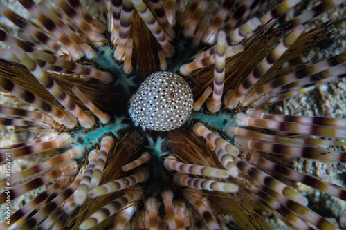 Detail of an urchin's anal sac, Echinothrix sp., as it sits on a coral reef in Komodo National Park, Indonesia. photo