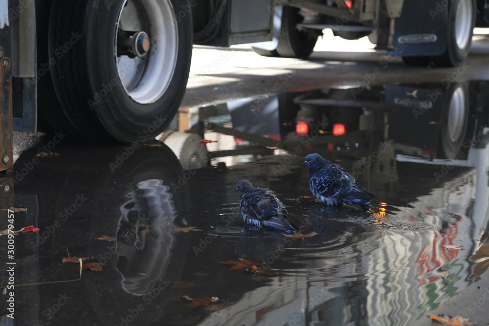 Fototapeta premium Chicago