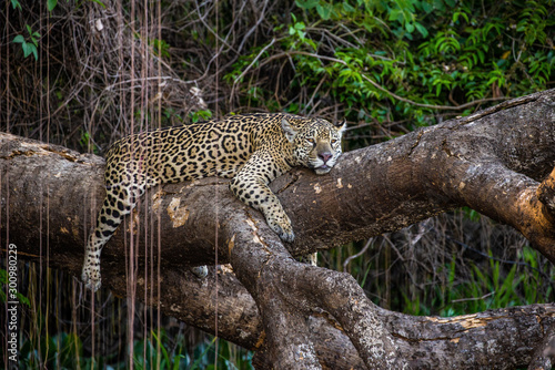 Jaguar lies on a picturesque tree above the water in the middle of the jungle. South America. Brazil. Pantanal National Park.