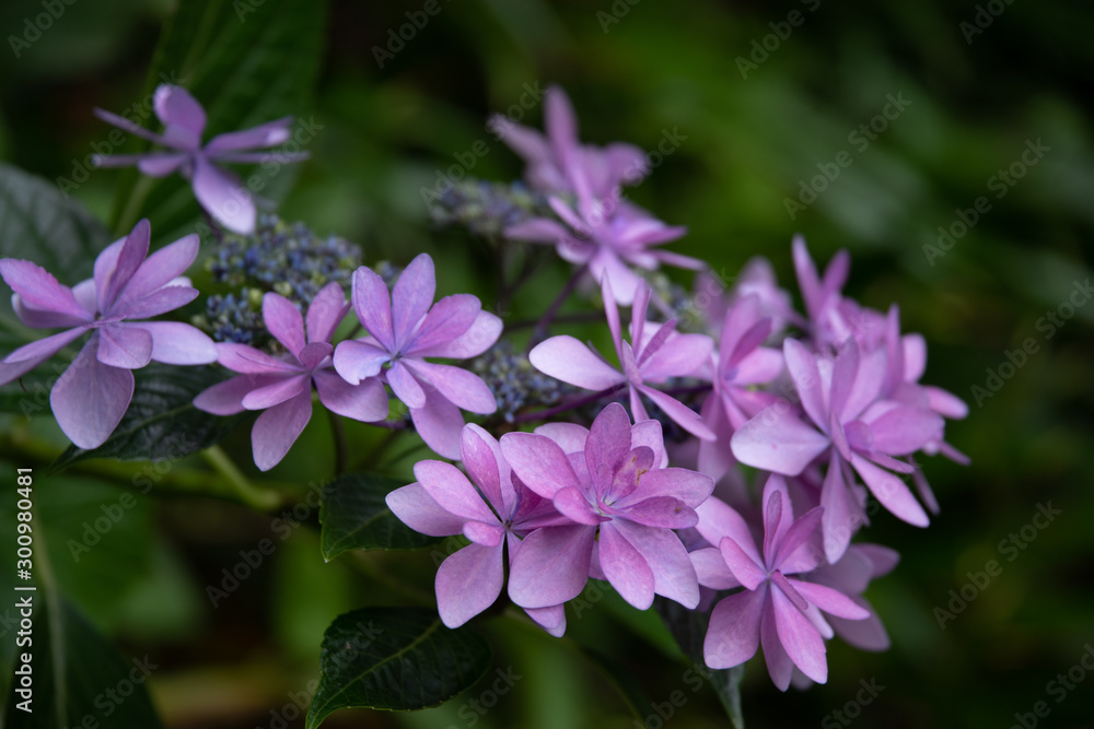 淡い紫色の花