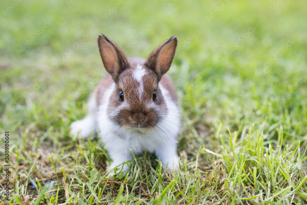 Fototapeta premium Funny little rabbit laying in the grass