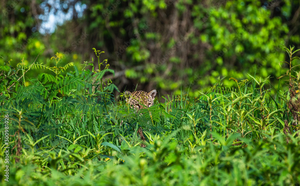 Jaguar is hiding in the grass. South America. Brazil. Pantanal National Park. Jaguar is hiding in the grass. South America. Brazil. Pantanal National Park.