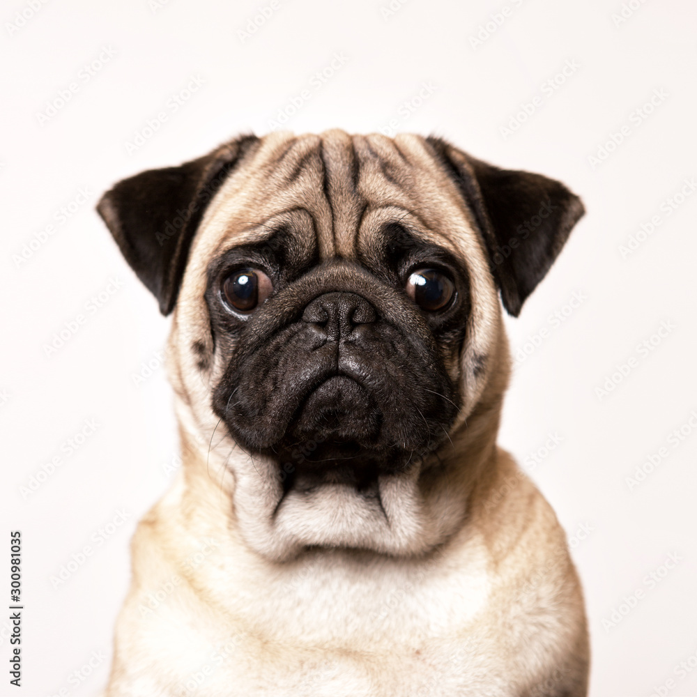 Pug-dog in closeup isolated on white background