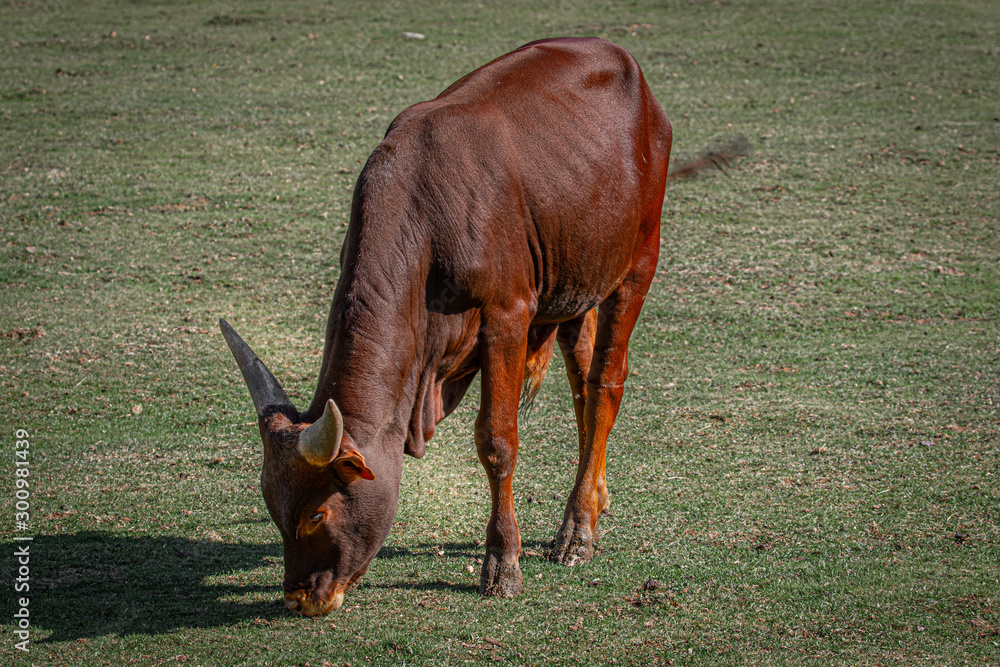 Watusi