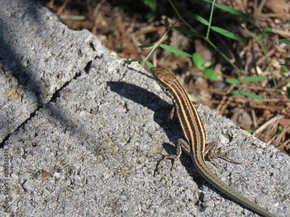 A lizard looks around and has another overview A lizard looks around and has another overview