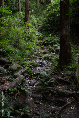 夏の山道