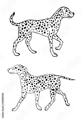 Vector black outline hand drawn sketch doodle Dalmatian dog isolated on white background