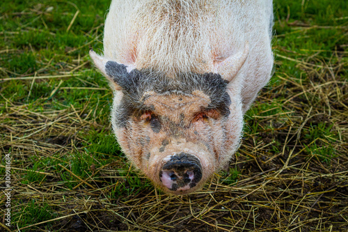 Pot Bellied Pig photo