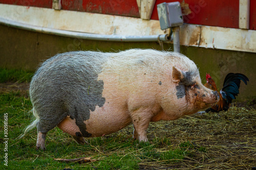 Pot Bellied Pig photo