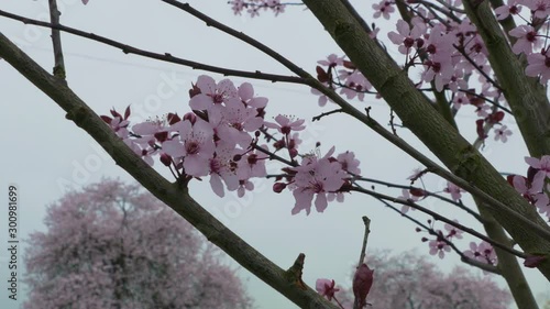 Cherry blossoms trees on a grey cold day