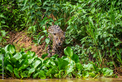 Jaguar is looking for its prey in the water among the grass. South America. Brazil. Pantanal National Park.
