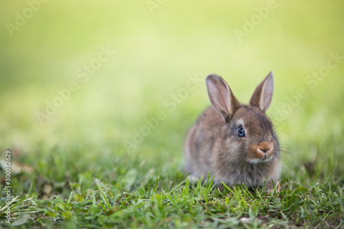 Funny little rabbit laying in the grass