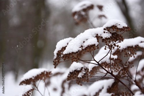 Snowy tree in park - Winter in Prague