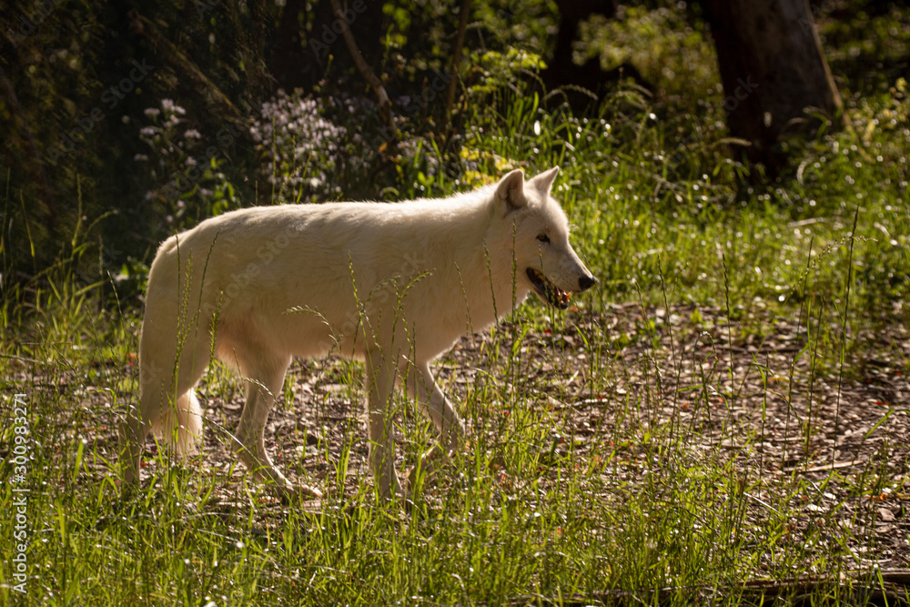 Artic Wolf Artic Wolf
