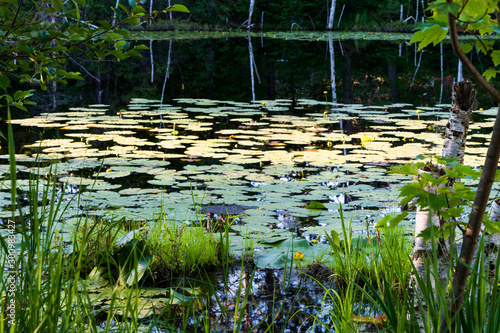 Lily pads float on a northern Wisconsin pond
