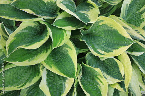 texture of green and white leaves of a decorative plant, Hosta, Funkia