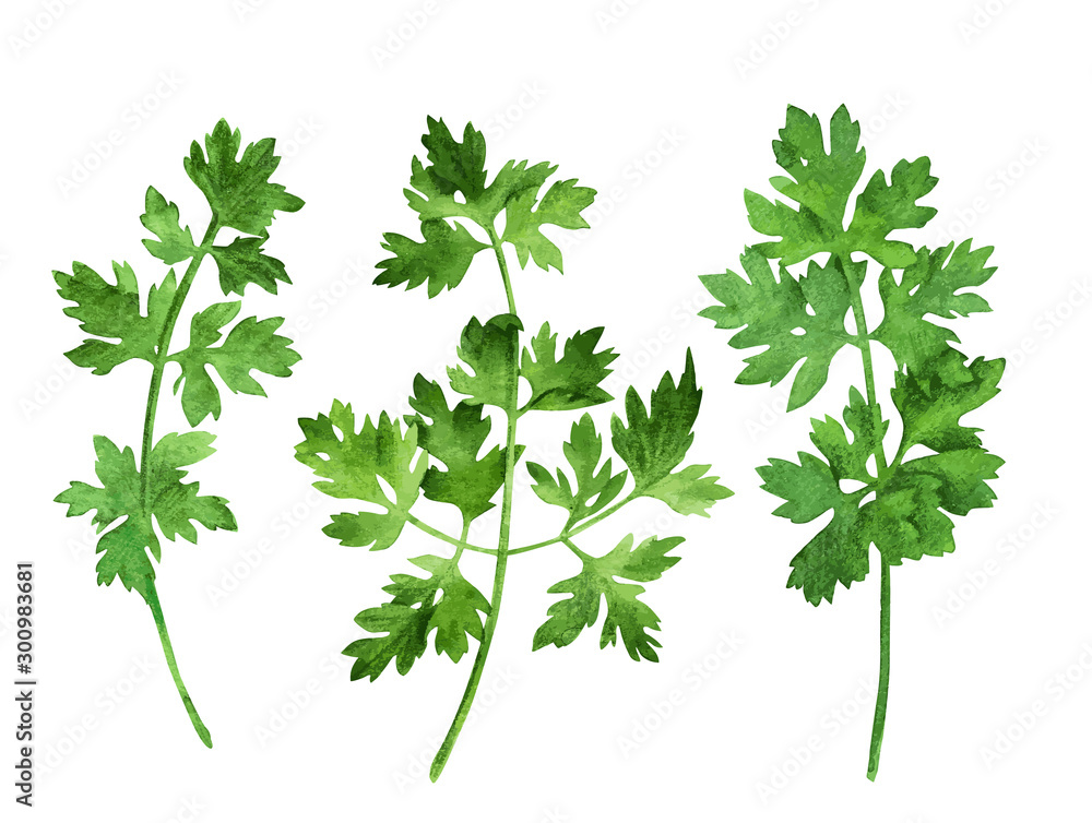 Parsley, three stems with leaves, hand drawn Parsley, three stems with leaves, hand drawn