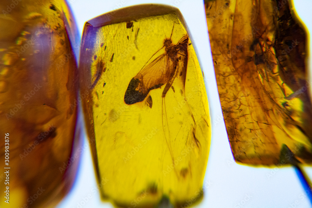 Amber, fossil resin produced by pine trees. Inclusions of insects. Animals  preserved in the amber, Stock Photo | Adobe Stock