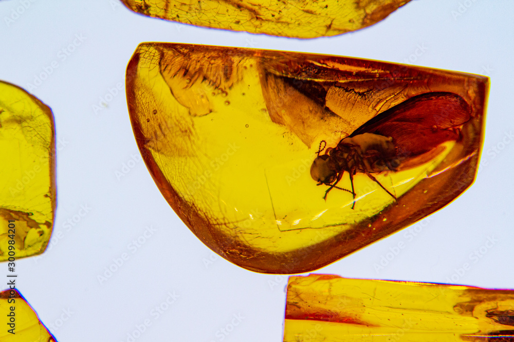 Foto Stock Amber, fossil resin produced by pine trees. Inclusions of  insects. Animals preserved in the amber, | Adobe Stock