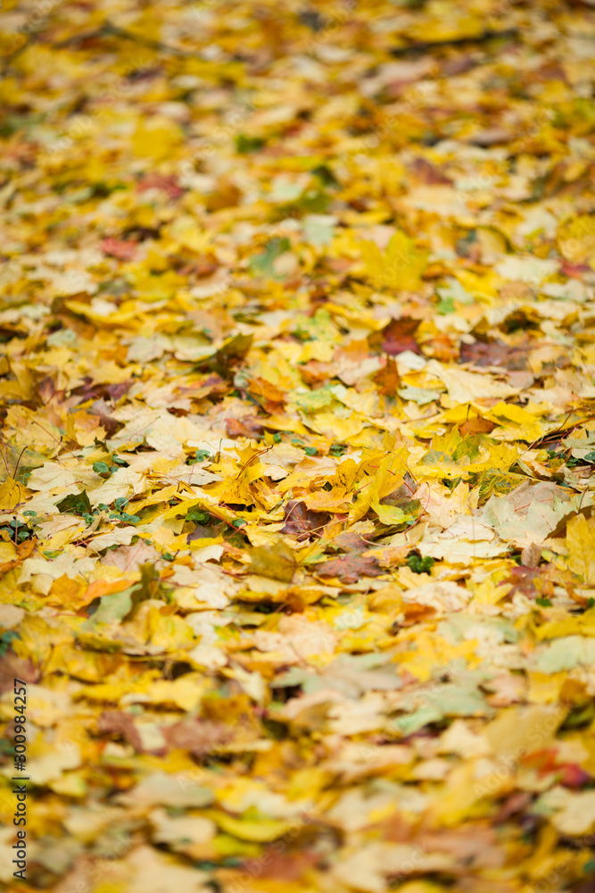 fallen colorful leaves on the ground autumn day fallen colorful leaves on the ground autumn day
