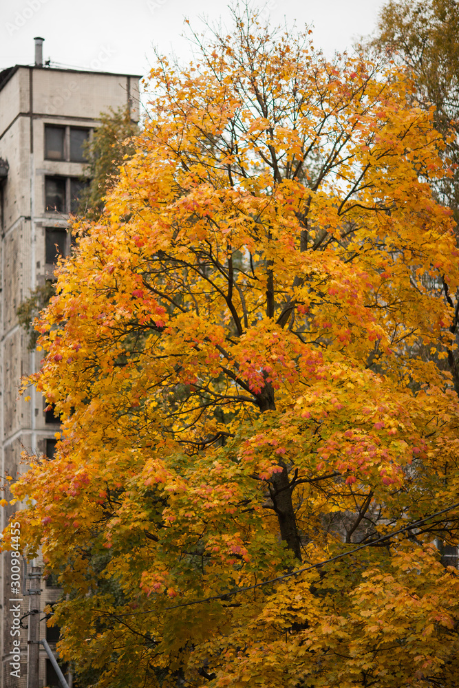 Naklejka premium yellowed autumn tree on the background of Windows of a multi-storey building in the city