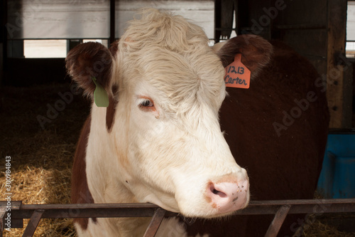 A hereford cow standing in a freestall barn. photo