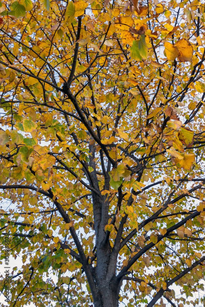 low angle view of a tree with colorful autumnal leaves