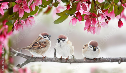  natural beautiful background with three small funny birds sparrows sitting on a branch blooming with pink buds in a may spring garden © nataba