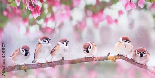 natural background with little funny birds sparrows sitting on a branch blooming with pink buds in a may spring garden