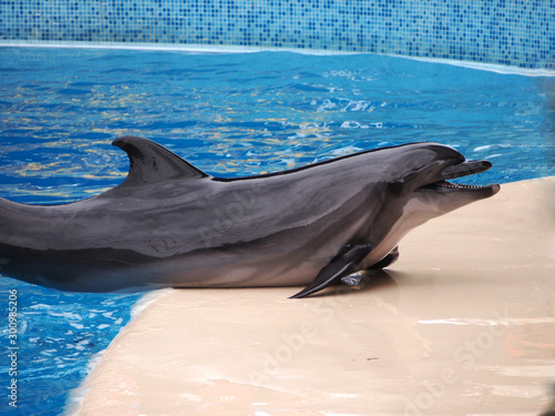 Dolphin jumped on the platform in the pool.