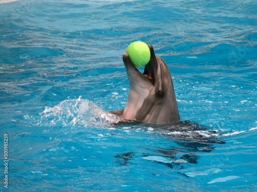 Dolphin playing with inflatable balls. 