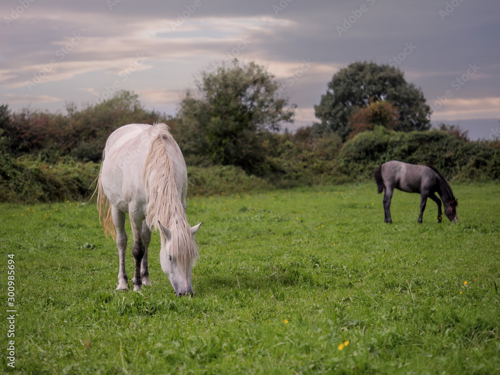 Three gracious horses grazing green grass in a field, selective focus. Three gracious horses grazing green grass in a field, selective focus.