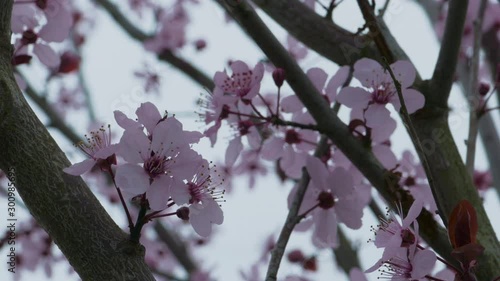 Close up of cherry blossoms flowers on a grey cold day