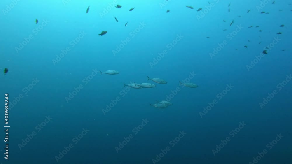 Little tuna fishes swimming quick near the camera Little tuna fishes swimming quick near the camera