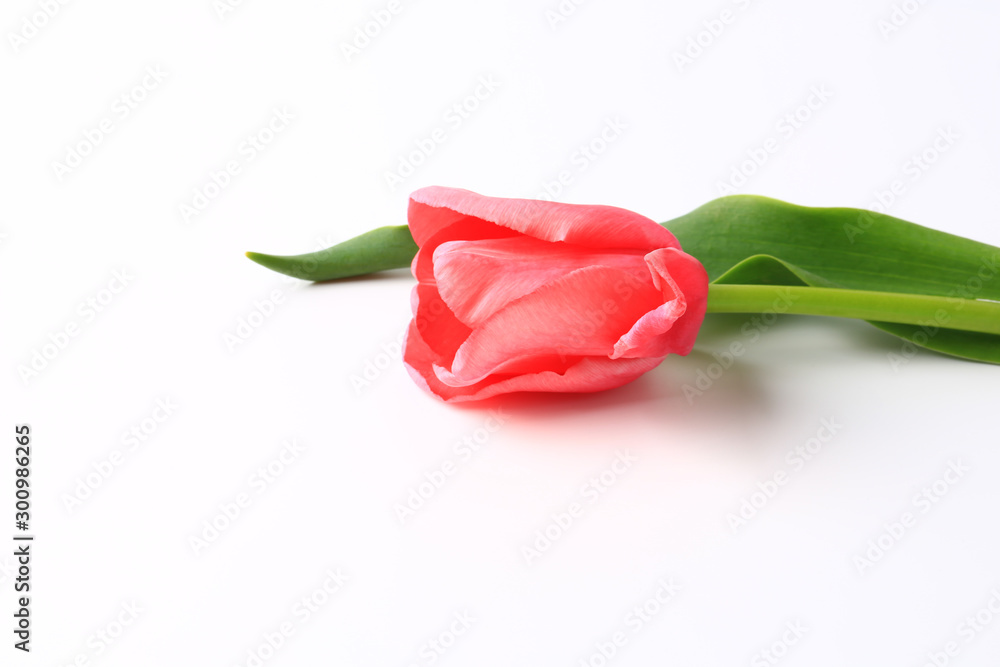 pink tulip white background pink tulip white background