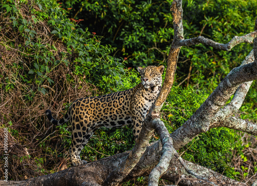 Jaguar stands on a tree in the jungle. South America. Brazil. Pantanal National Park.