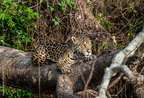 Jaguar lies on a picturesque tree in the middle of the jungle. South America. Brazil. Pantanal National Park.