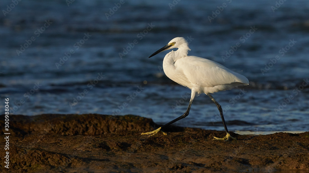 Fototapeta premium Little Egret Egretta garzetta La Caleta Beach Cadiz