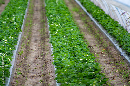 Green houses constructions on strawberry fields, strawberry plants in rows growing on  farm