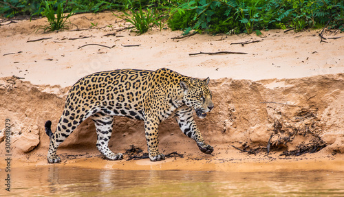 Jaguar is walking along the sand against the backdrop of beautiful nature. South America. Brazil. Pantanal National Park.