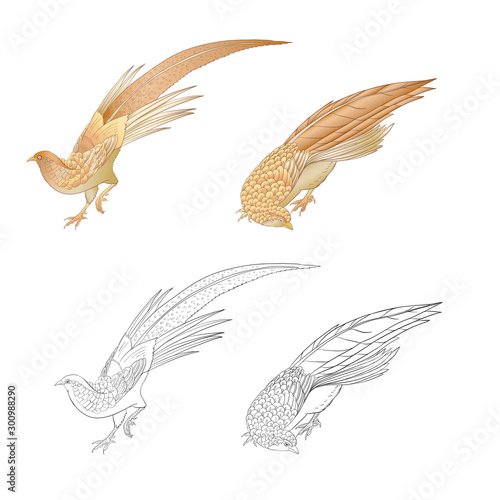 Pheasant, bird. Set of elements for design. Outline hand drawing vector illustration.