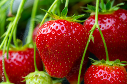 Fresh tasty ripe red and unripe green strawberries growing on strawberry farm