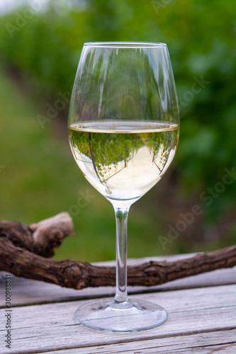 Tasting of white wine on Dutch vineyard in North Brabant