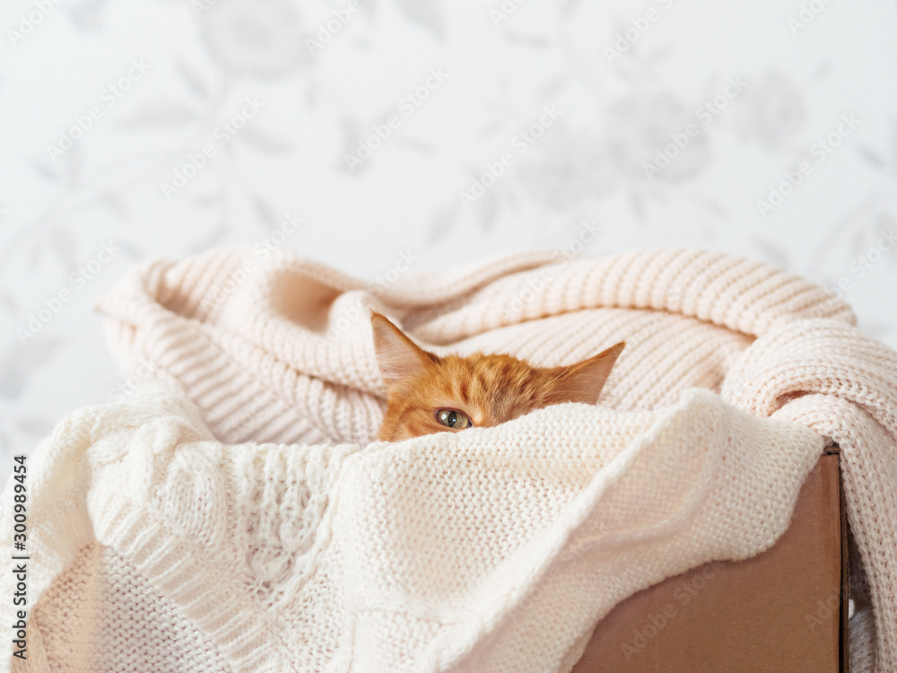 Cute ginger cat in box with knitted sweaters. Curious fluffy pet with warm beige clothes. Cozy home. Cute ginger cat in box with knitted sweaters. Curious fluffy pet with warm beige clothes. Cozy home.
