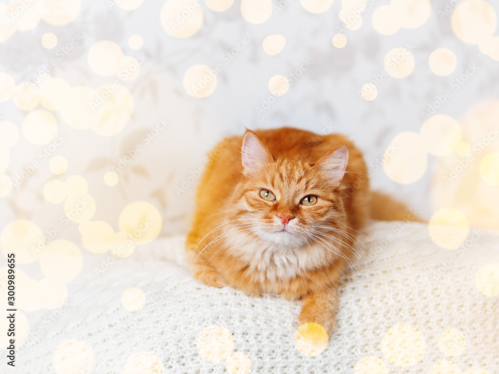 Cute ginger cat on knitted sweater. Curious fluffy pet with warm beige clothes. Light bulbs bokeh. Cozy home.