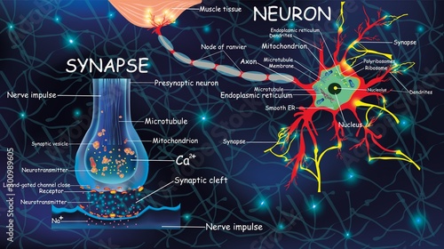 Anatomy neyron and synapse. Signaling in the brain. Cells neyron and synapse with descriptions. Structure neyron for educational, medical, biological use.Transmission of impulses in a living organism