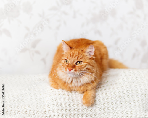 Cute ginger cat on knitted sweater. Curious fluffy pet with warm white clothes. Cozy home.