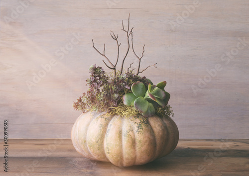 Foto Autumn centerpiece made with a French fairy tale pumpkin filled with succulents and dried branches