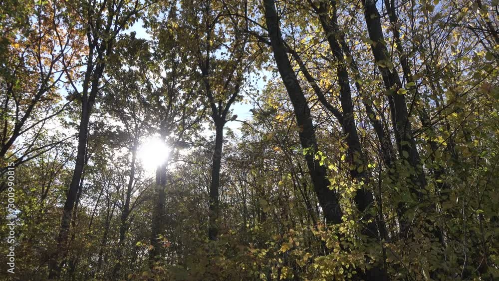 4k video of beautiful autumn or fall forest with trees leafs and branches. Nature outdoor environment 4k video of beautiful autumn or fall forest with trees leafs and branches. Nature outdoor environment